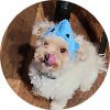 DogJoke