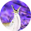 Tomb Slug