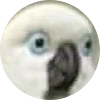 Nif